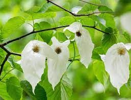 davidia-involucrata-1.jpg