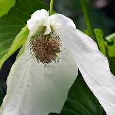 davidia-involucrata-3_0.jpg