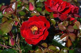 Déco rosier ' Vésuvia'