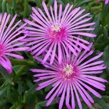 delosperma-cooperi-1.jpg