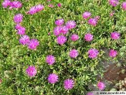delosperma-cooperi-2.jpg
