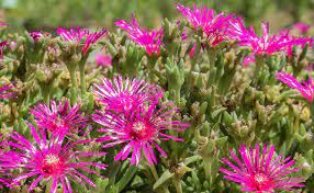 delosperma-cooperi-3.jpg