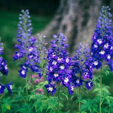 delphinium-dark-blue-1.jpg