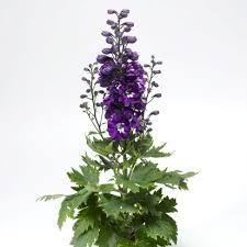 delphinium-dark-blue-3.jpg