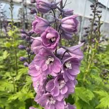 delphinium-deep-rose-1.jpg