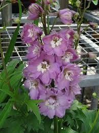 delphinium-deep-rose-2.jpg