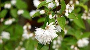 deutzia-magnifica-3.jpg