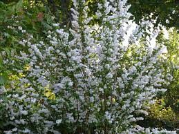 deutzia-magnifica-4.jpg