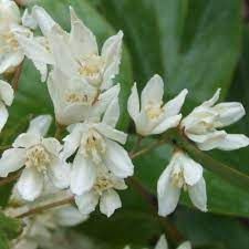 deutzia-nikko-1.jpg