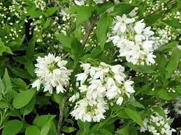 deutzia-nikko-2.jpg