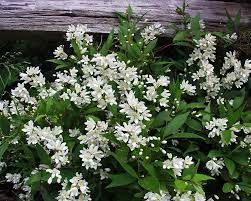 deutzia-nikko-3.jpg