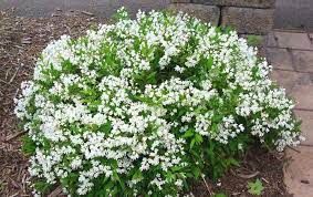 deutzia-nikko-4.jpg