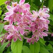 deutzia-perle-rose-1.jpg