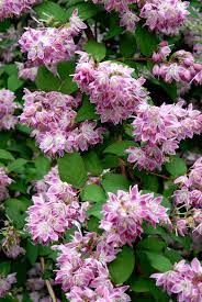 deutzia-perle-rose-2.jpg