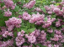 deutzia-perle-rose-3.jpg