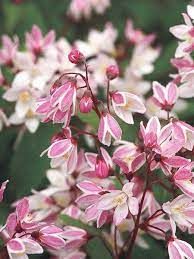 deutzia-yuki-cherry-blossom-1.jpg