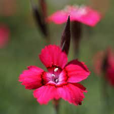 dianthus-deltoides-brillant-1.jpg