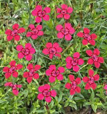 dianthus-deltoides-brillant-2.jpg