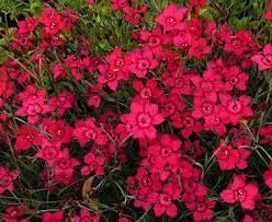 dianthus-deltoides-brillant-3.jpg