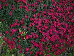 dianthus-deltoides-brillant-4.jpg