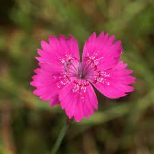 dianthus-deltoides-rosea-1.jpg