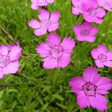 dianthus-deltoides-rosea-2.jpg