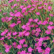 dianthus-deltoides-rosea-3.jpg