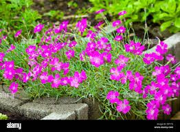 dianthus-deltoides-rosea-4.jpg