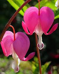 dicentra-spectabilis-1.jpg