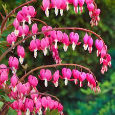 dicentra-spectabilis-2.jpg