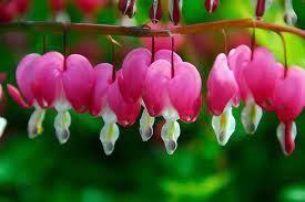 dicentra-spectabilis-3.jpg