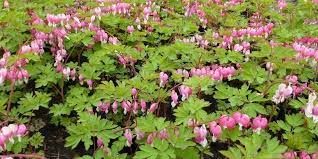 dicentra-spectabilis-4.jpg