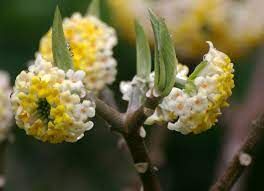 edgeworthia-chrysantha-1.jpg