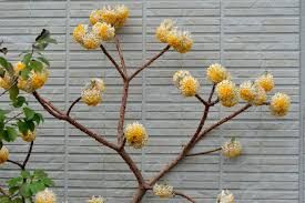edgeworthia-chrysantha-3.jpg