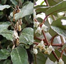 elaeagnus-ebbengei-1_0.jpg