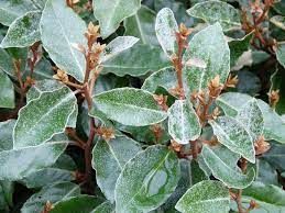 elaeagnus-ebbengei-2_0.jpg