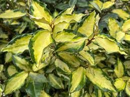 elaeagnus-maryline-1.jpg