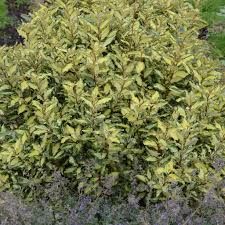 elaeagnus-maryline-3.jpg