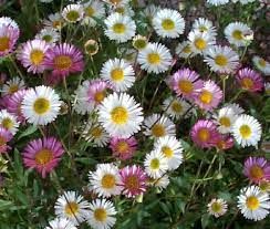 erigeron-karvinskianus-1.jpg