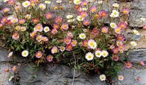 erigeron-karvinskianus-2.jpg