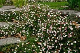 erigeron-karvinskianus-3.jpg