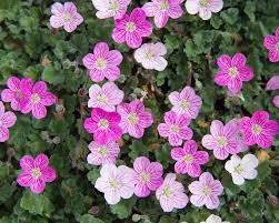 erodium-bishop-rose-2.jpg