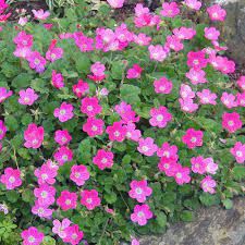 erodium-bishop-rose-3.jpg