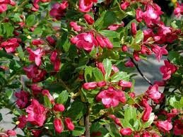 Escallonia ' Pride of Donard'