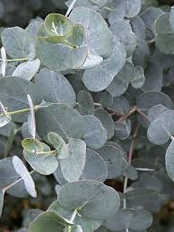 eucalyptus-france-bleu-1.jpg