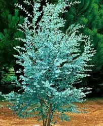 eucalyptus-france-bleu-2.jpg