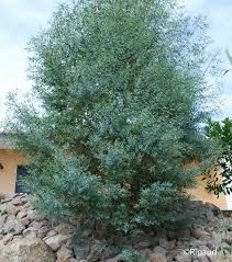 eucalyptus-france-bleu-3.jpg