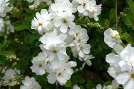 Exochorda macrantha