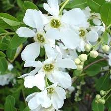 exochorda-macrantha-2.jpg