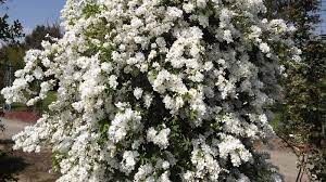 exochorda-macrantha-3.jpg